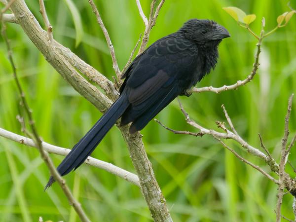 <h3><a href="/trips/costa-rica/biota/animalia/chordata/aves/030 cuculiformes/001 cuculidae/crotophaga sulcirostris/crotophaga sulcirostris-nl.html">Crotophaga&nbsp;sulcirostris</a> / Groove‑billed&nbsp;ani / Groefsnavelani</h3>OM-1 Mark II met M.300mm F4.0 + MC-14, 1/2000 sec  bij F5.6, ISO 3200, afstand 19.5&nbsp;m